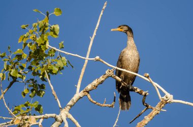Çift Tepeli karabatak, yüksek bir sonbahar ağaca tünemiş