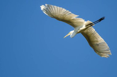 Büyük Akbalıkçıl Mavi Gökte Uçuyor