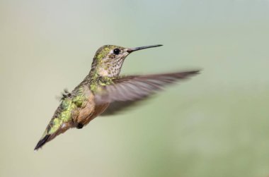 Geniş uçlu uçuşta Hovering Hummingbird ormanın derinliklerinde