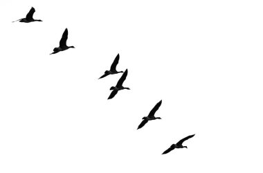 Beyaz bir arka plan üzerinde kontrast kazlar uçan akın