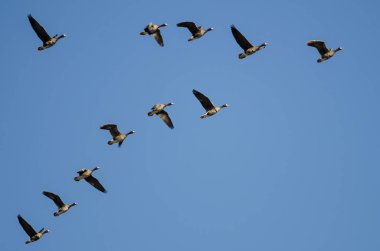 Büyük beyaz - Sakarca bir mavi gökyüzünde uçan kaz sürüsü