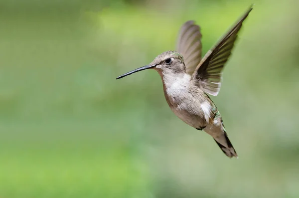 Black Chinned Hummingbird Hovering Flight Deep Forest — Stock Photo, Image