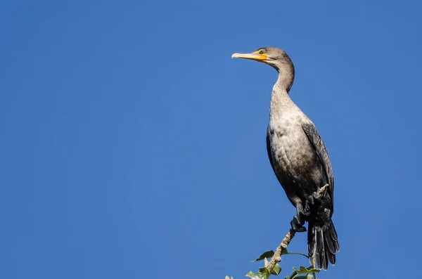 Jonge Double Crested Aalscholvers Neergestreken Hoge Boom — Stockfoto