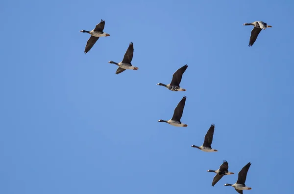 群大白 并以此鹅在蓝色的天空中飞翔 — 图库照片