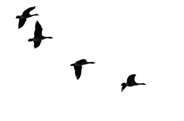 Flock Flying Geese Silhouetted White Background — Stok Foto