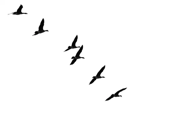 白の背景にシルエット雁行の群れ — ストック写真