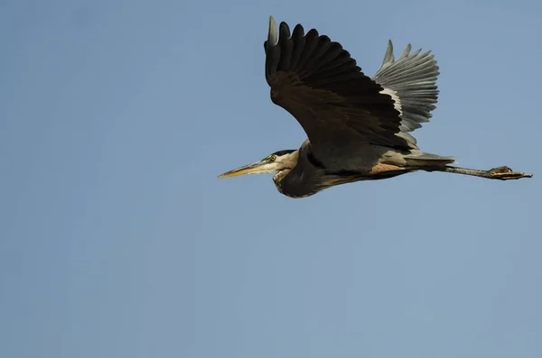 Grote Blauwe Reiger Vliegend Een Blauwe Lucht — Stockfoto