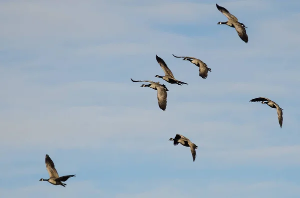 Kanada Kaz Sürüsü Mavi Gökte Uçuyor — Stok fotoğraf