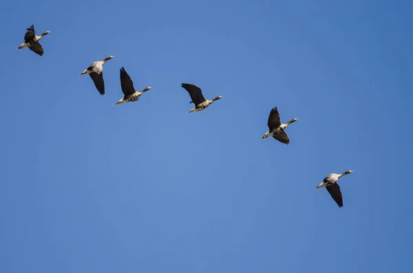 Bandada Gansos Fachada Blanca Volando Cielo Azul —  Fotos de Stock