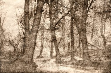 Misty orman soğuk bir sessiz sabahı taslağını