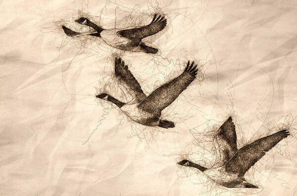 Sketch of Three Canada Geese Flying in a Blue Sky