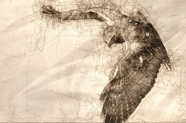 Kroki kırmızı kuyruklu atmaca avı