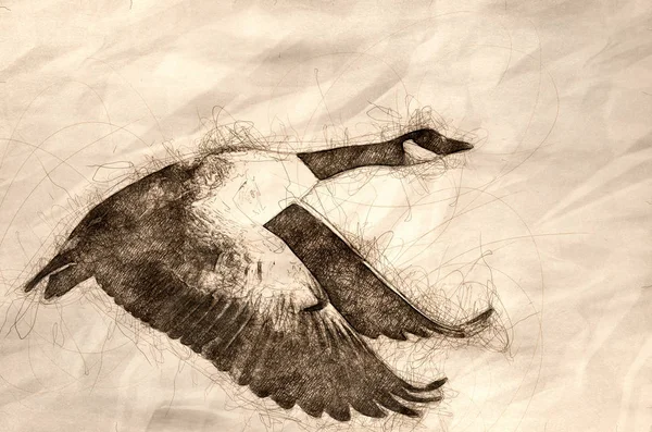 Sketch Canada Goose Flying Snowy Winter Terrain — Stok Foto