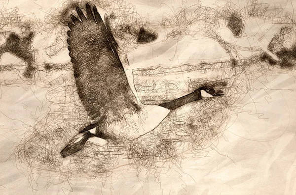 Sketch Canada Goose Taking River — Stock Photo, Image