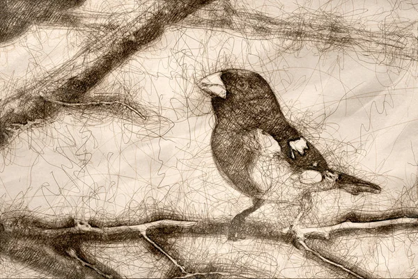 Sketch of a Rose-Breasted Grosbeak Perched in a Tree