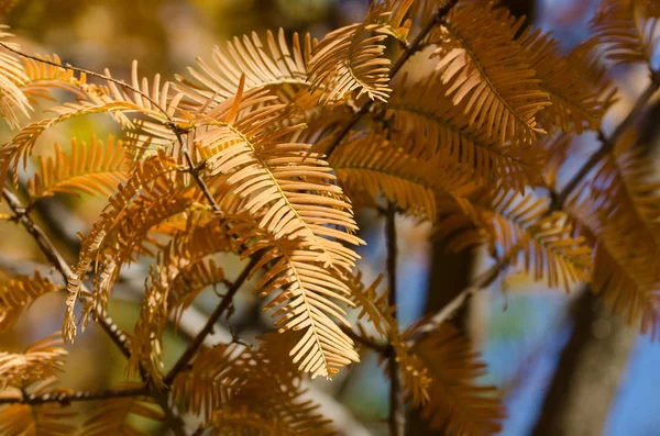 Gouden Takken Van Herfst Weergegeven Een Boom Dawn Redwood — Stockfoto