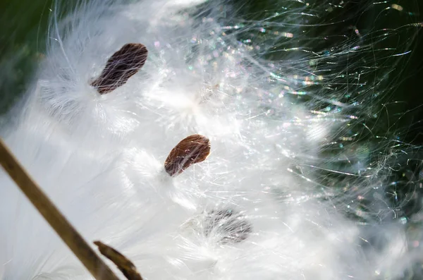 Nature Abstract Elegant White Milkweed Fibers Presenting Seeds — Stock Photo, Image