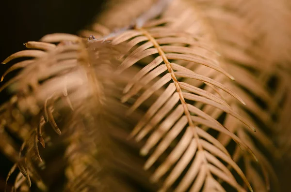 Gouden Naalden Van Dawn Redwood Herfst — Stockfoto