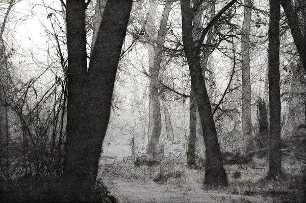 冷たい静かなる朝の霧森のスケッチ — ストック写真