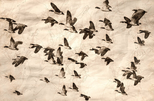 Sketch of a Large Flock of Geese Taking Flight