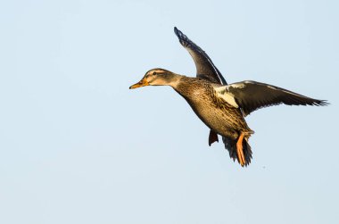 Mavi Gökte Uçan Mallard Ördeği
