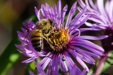 Yorulmadan polen küçük mavi bir çiçek toplama arı