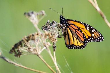 Monarch kelebek kuru çöl çiçeği üzerinde dinlenme