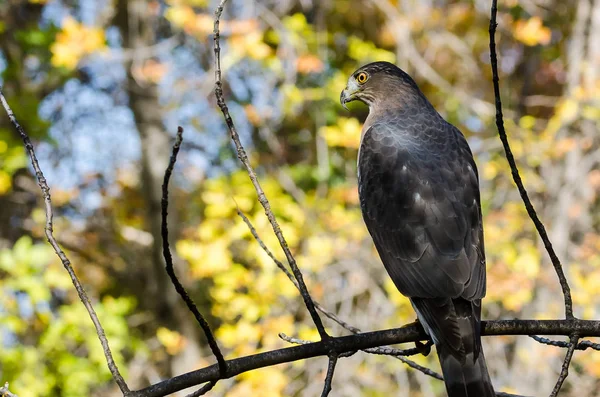 Cooper Hawk Uppflugen Ett Träd Hösten — Stockfoto