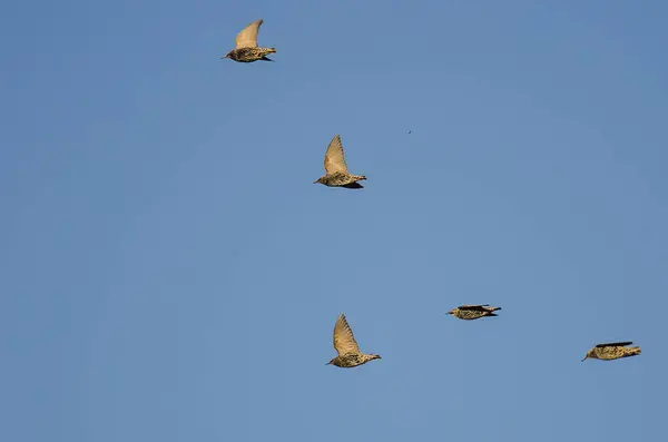 Schwarm Europäischer Stare Fliegt Einen Blauen Himmel — Stockfoto