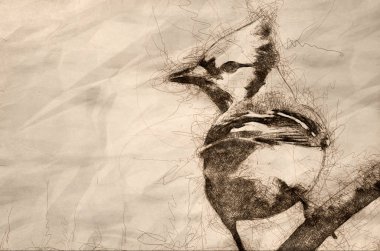 Mavi Jay taslağını ağaca tünemiş