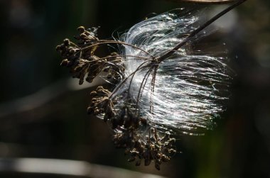Hassas beyaz süt kardeş tohum lifleri sonbahar dalına takıldı
