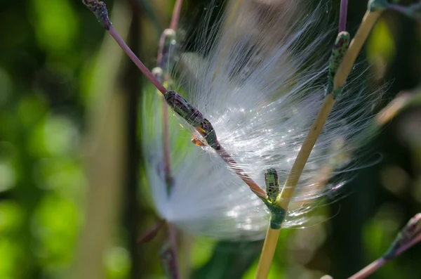 Delicate White Milkweed Seed Fibers Snagged Autumn Branch — Stock Photo, Image