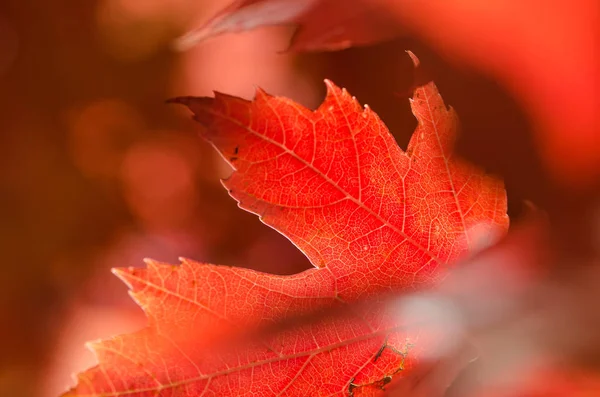 Mira Cerca Belleza Una Colorida Hoja Otoño —  Fotos de Stock