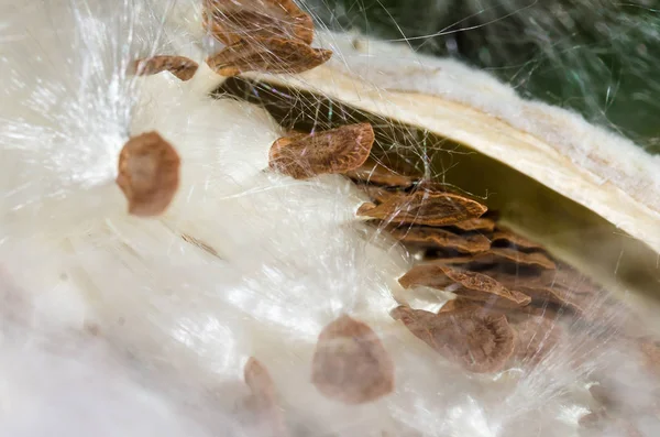 Milkweed Sementes Fibras Descansando Uma Sua Vagem — Fotografia de Stock