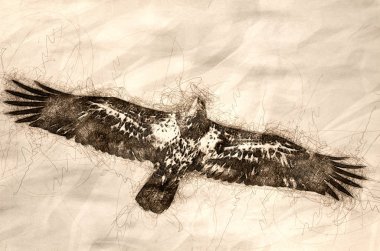 Uçuş genç kel kartal kroki