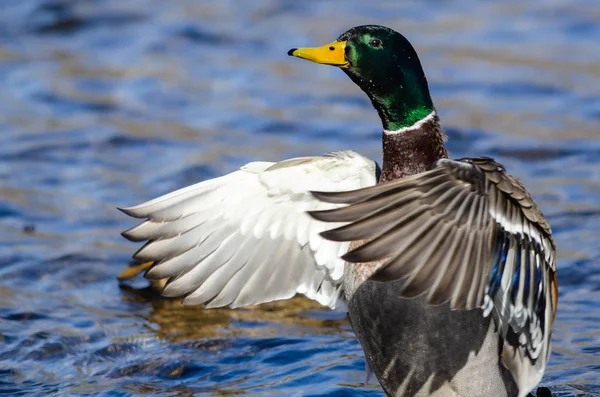 Canard Colvert Étirant Ses Ailes Tout Reposant Sur Eau — Photo