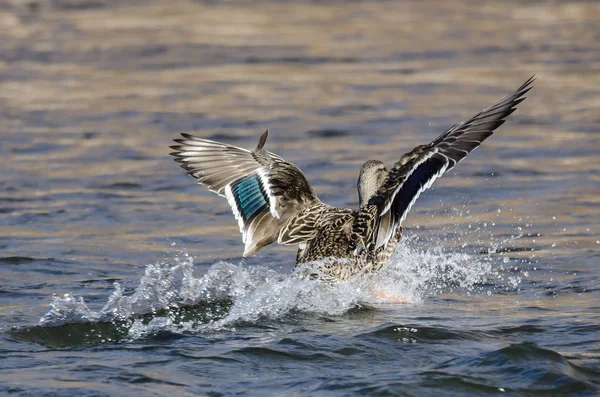 野鸭鸭在冷水上着陆 — 图库照片