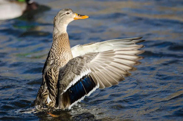野鸭在水上休息时伸展翅膀 — 图库照片
