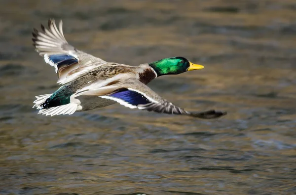 Mallard Pato Volando Sobre Río Que Fluye —  Fotos de Stock