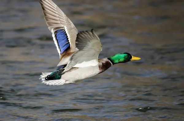 Mallard Pato Volando Sobre Río Que Fluye — Foto de Stock