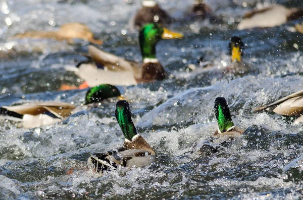 Splashing High Activity Friendly Duck Pond — Stock Photo, Image