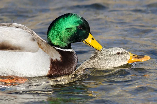 Par Patos Mallard Acasalando Água — Fotografia de Stock