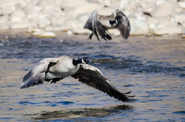 Ganso Canadá Tomando Vuelo Desde Río Agua — Foto de Stock