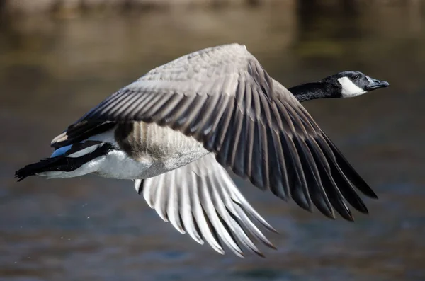 Canada Goose Letu Říční Vody — Stock fotografie