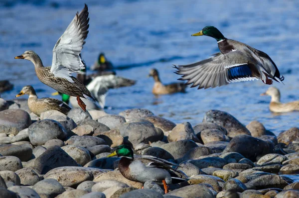 Mallard Ducks Taking Flight Rocky River Shore — Stock Photo, Image