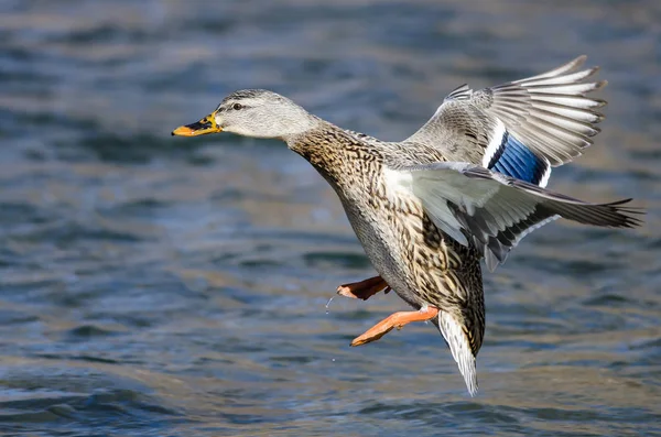 Mallard Duck Landing Het Koele Water — Stockfoto