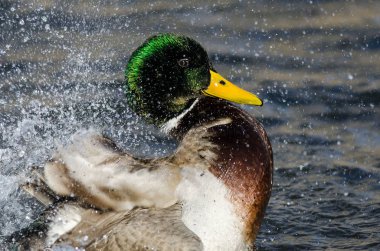 Mallard Duck Serin ve Ferahlatıcı Su 'da Oynuyor ve Sıçrıyor