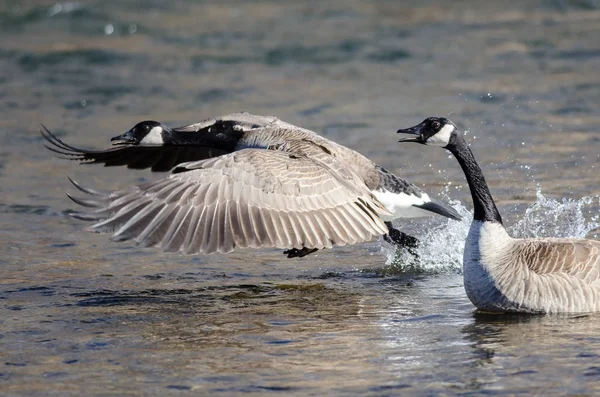 Canada Goose Taking Flight River Water — Stock Photo, Image