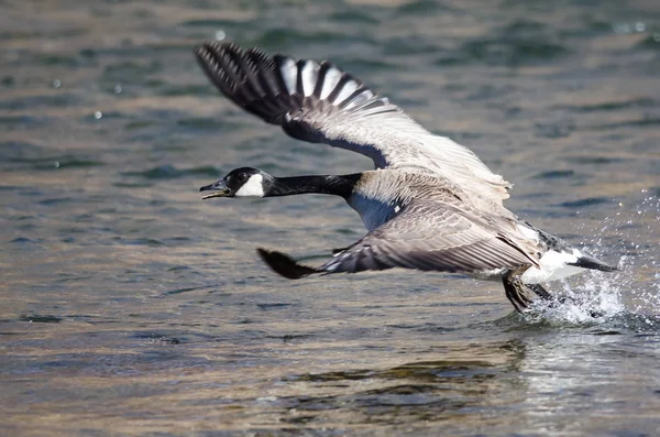 Canada Goose Nemen Naar Vlucht Van Het Rivierwater — Stockfoto