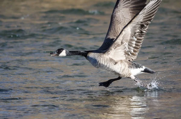 Canada Goose Tar Till Flykt Från Floden Bevattnar — Stockfoto